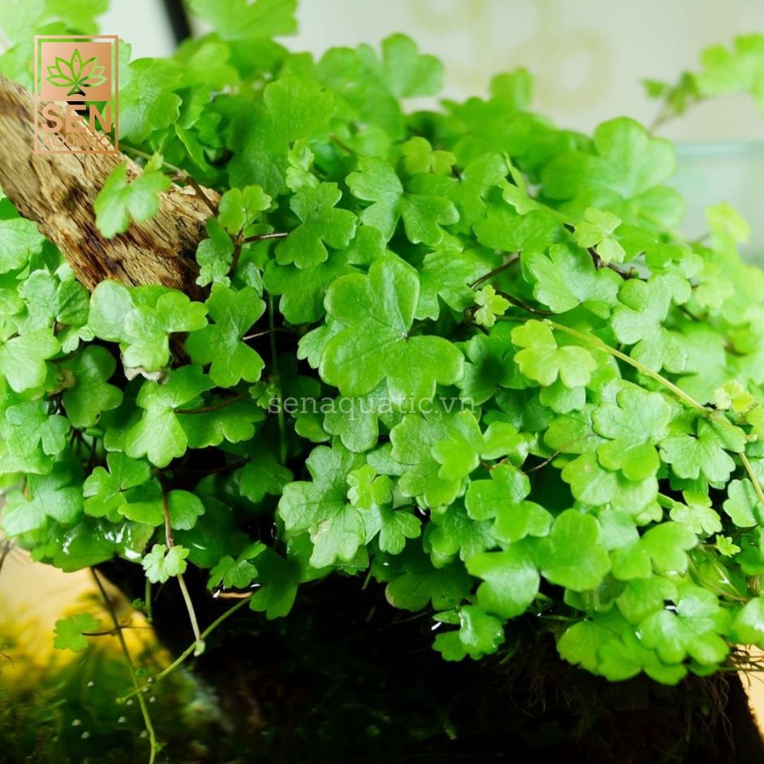 Cây Rau Má Nhật (Hydrocotyle tripartita var. "Japan")