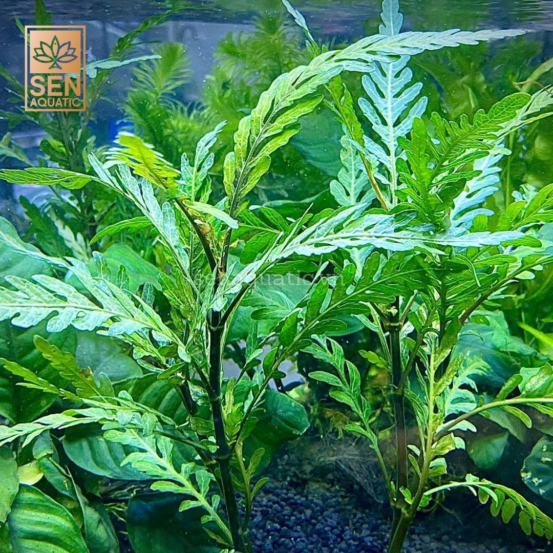 Cây Liễu Răng Cưa (Hygrophila Pinnatifida)