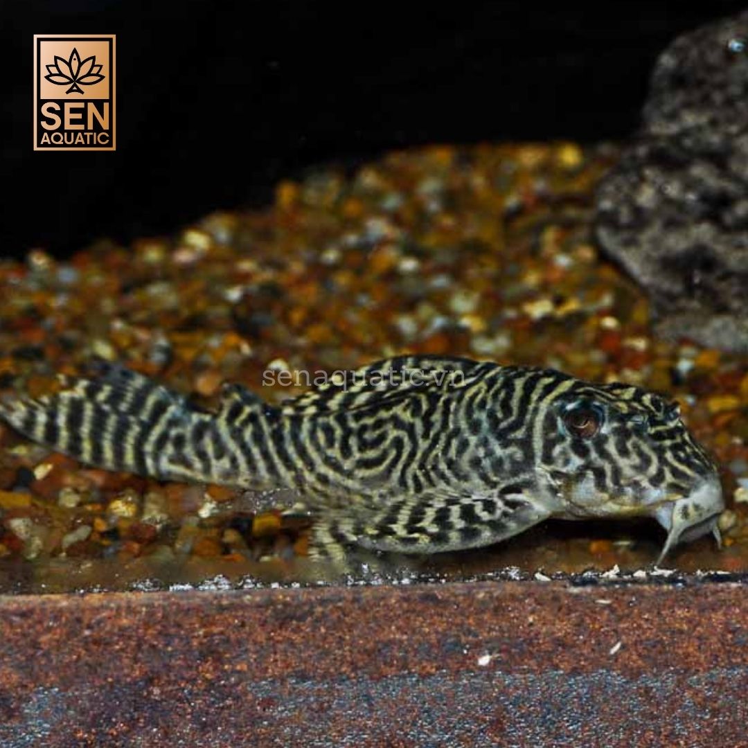 Cá pleco L333