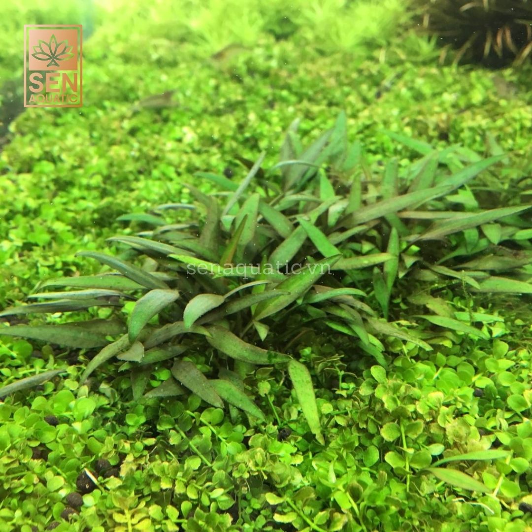 Cây Tiêu Thảo Lucen Cấy Mô(Cryptocoryne lucens)