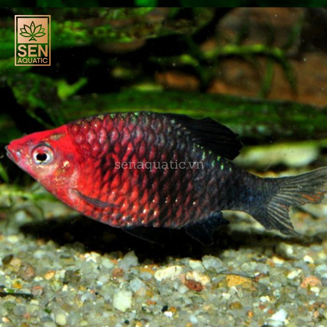 Cá Black Ruby Barb