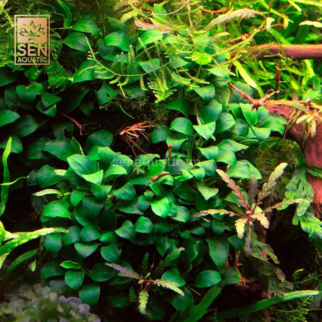 Cây Nana Mini(Anubias barteri var. nana 'Mini')