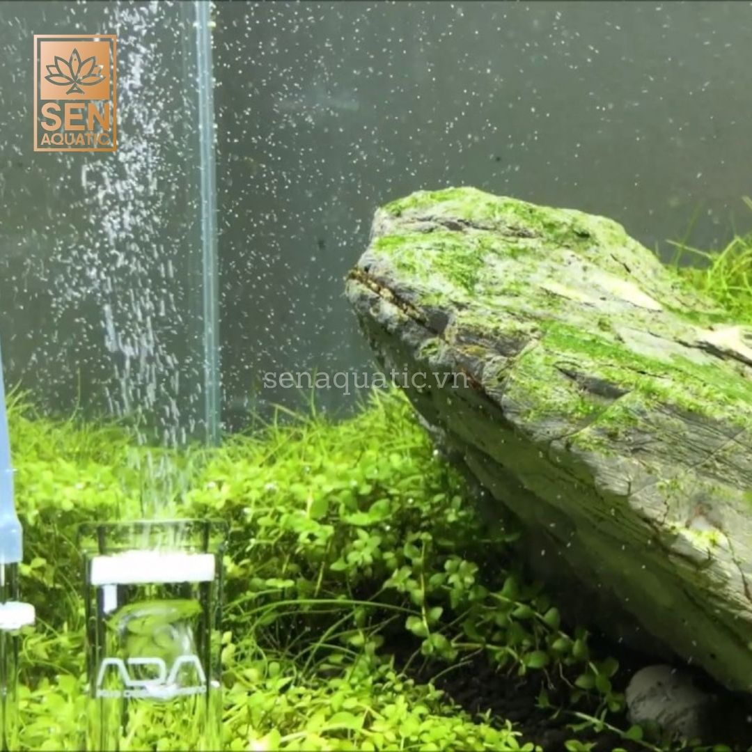 Tầm quan trọng của CO2 trong bể thủy sinh đối với cây trồng 