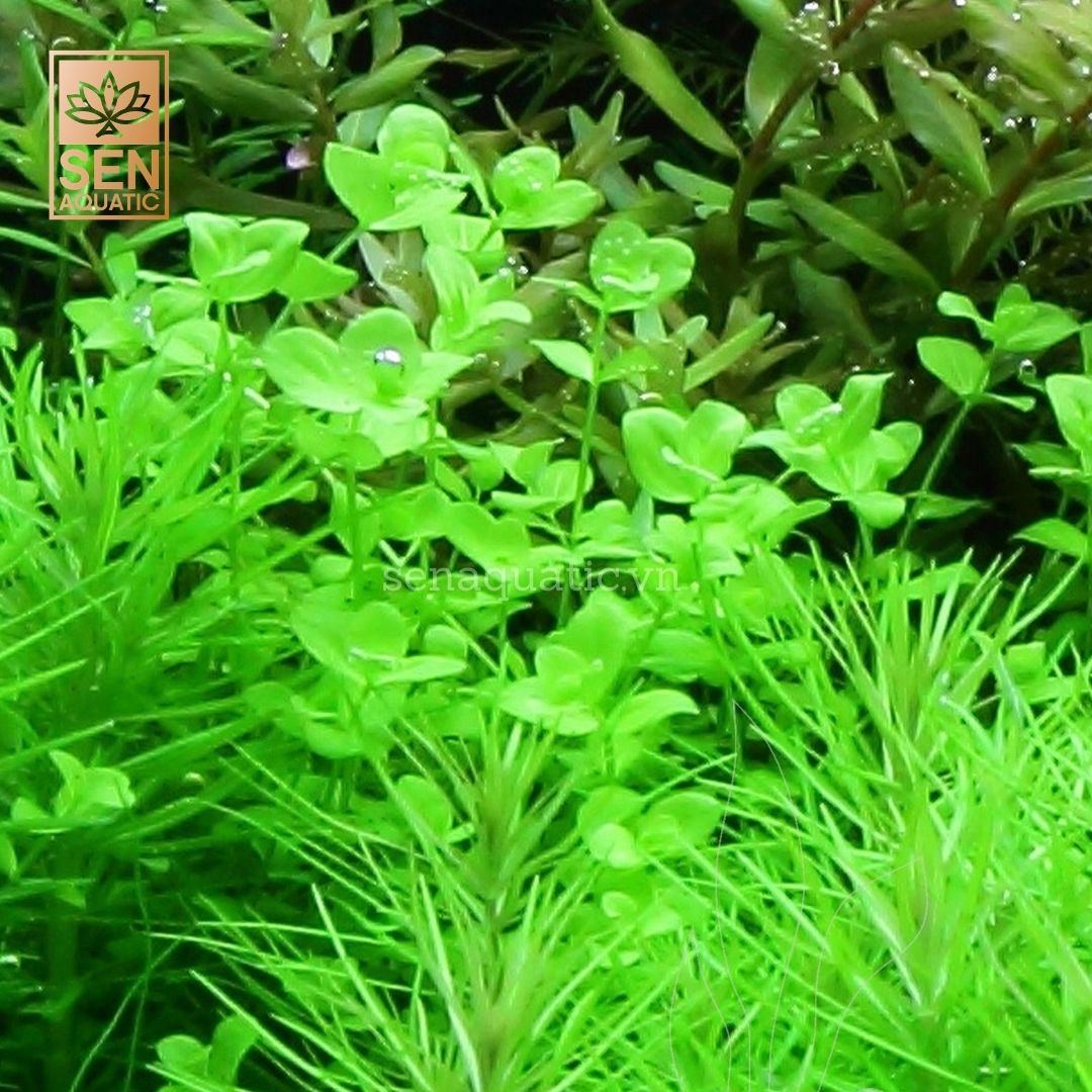 Trân Châu Lá Tròn (Micranthemum umbrosum)