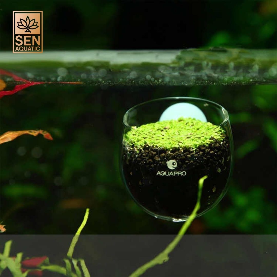 Cốc Trồng Cây Aquapro