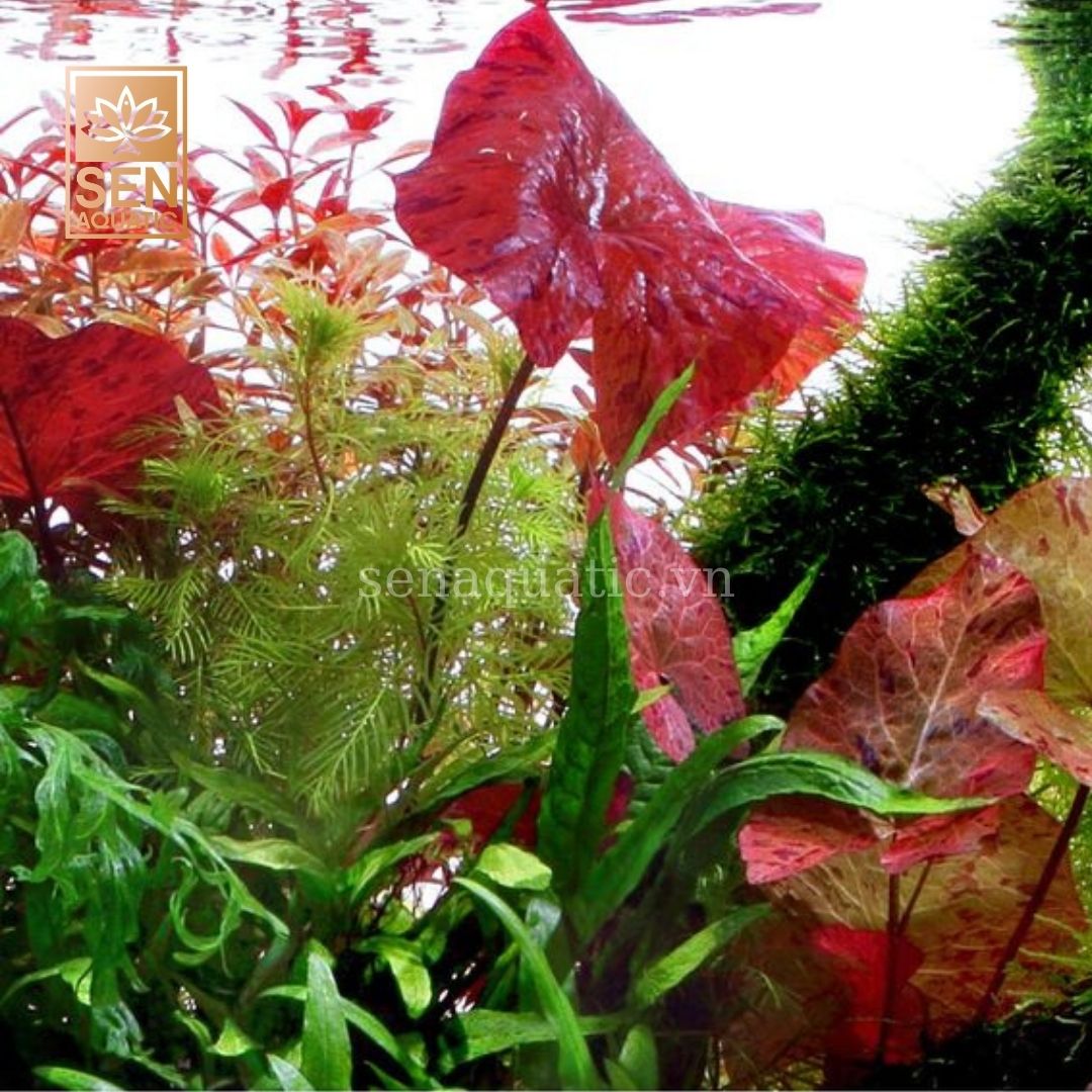 Cây Súng Đỏ