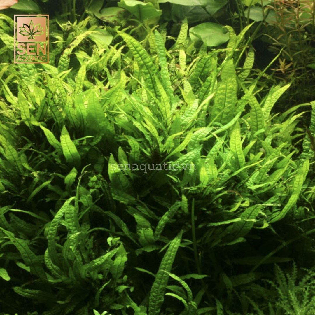 Cây Dương Xỉ Lá Hẹp (Microsorum pteropus "Narrow")