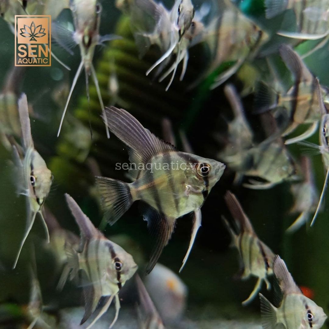 Cá Thần tiên Sittripet