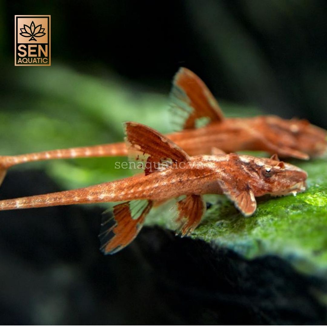 Cá Trực Thăng Đỏ