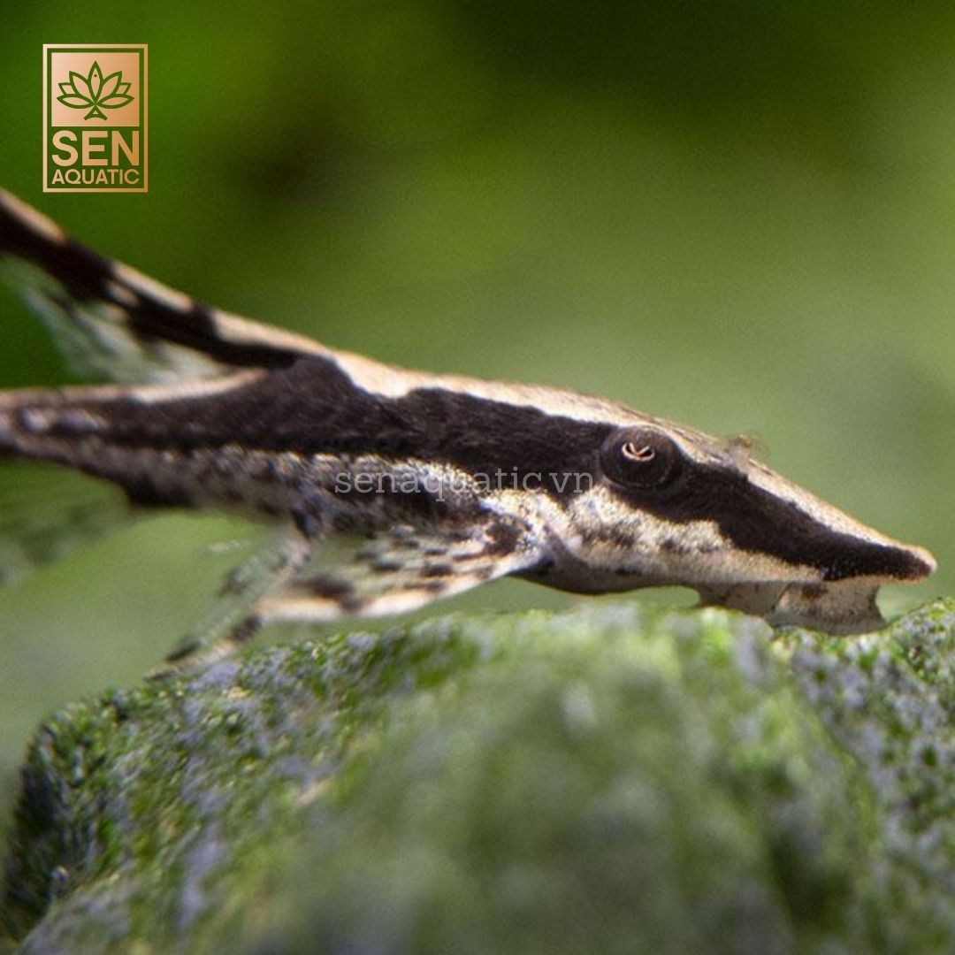 Cá Trực Thăng Panda