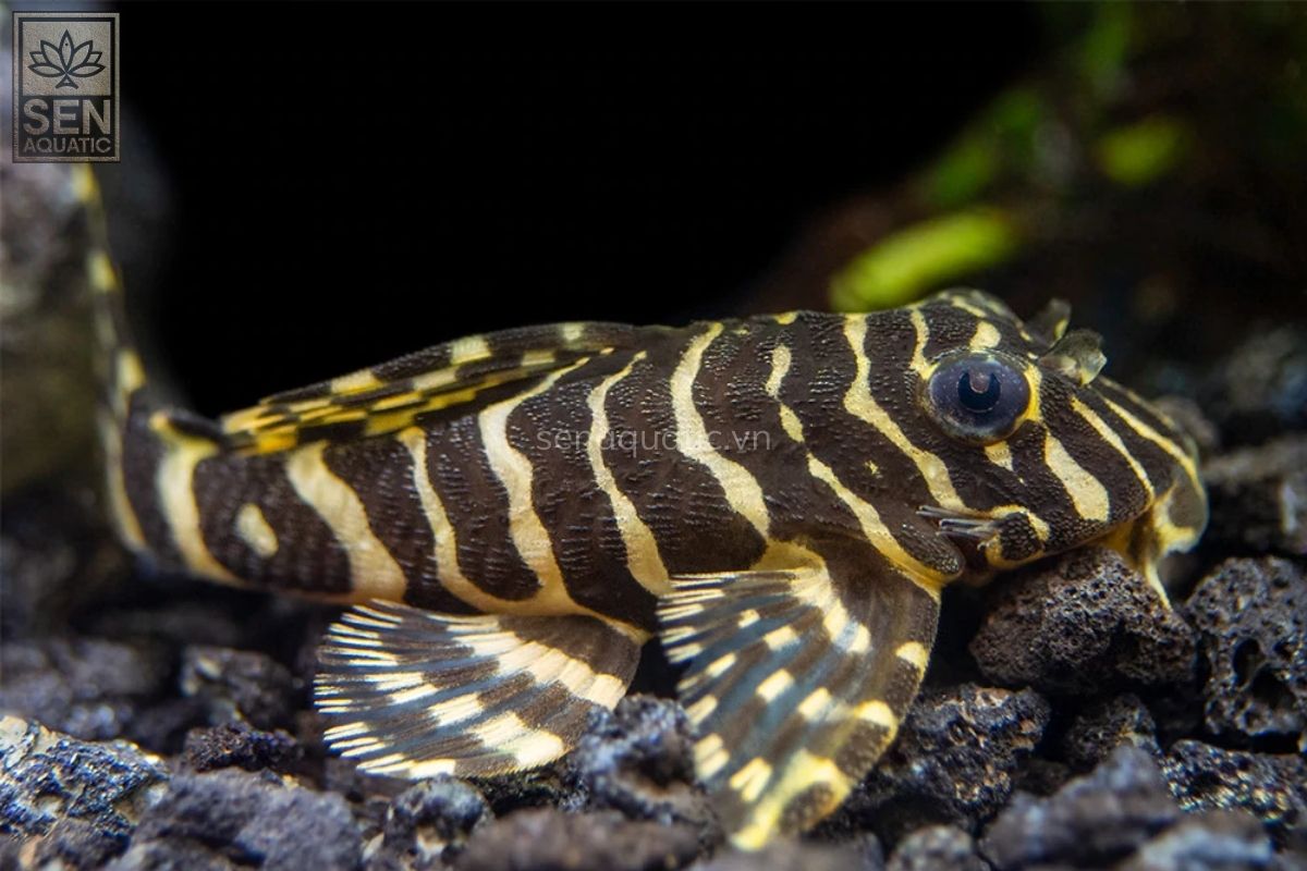 https://senaquatic.vn/ca-pleco-l134-peckoltia-compta