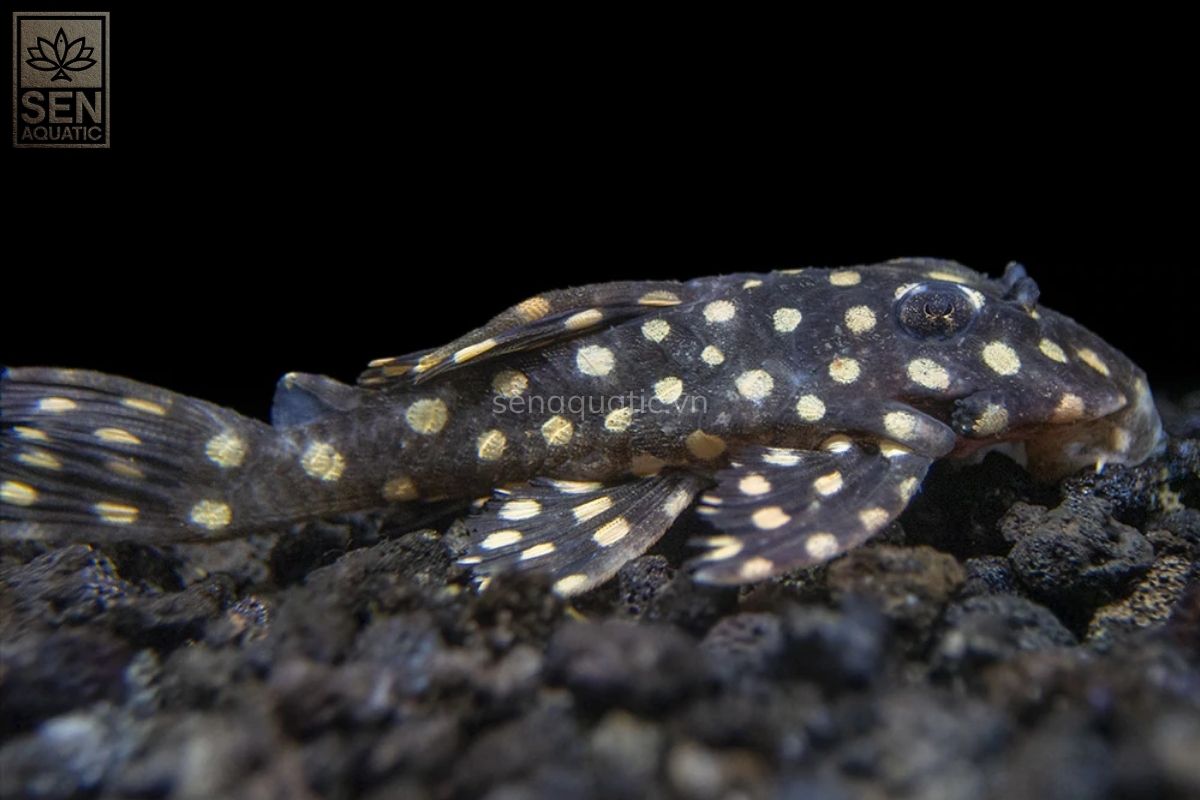 https://senaquatic.vn/ca-pleco-l471-white-spotted-dwarf-hypancistrus-pleco