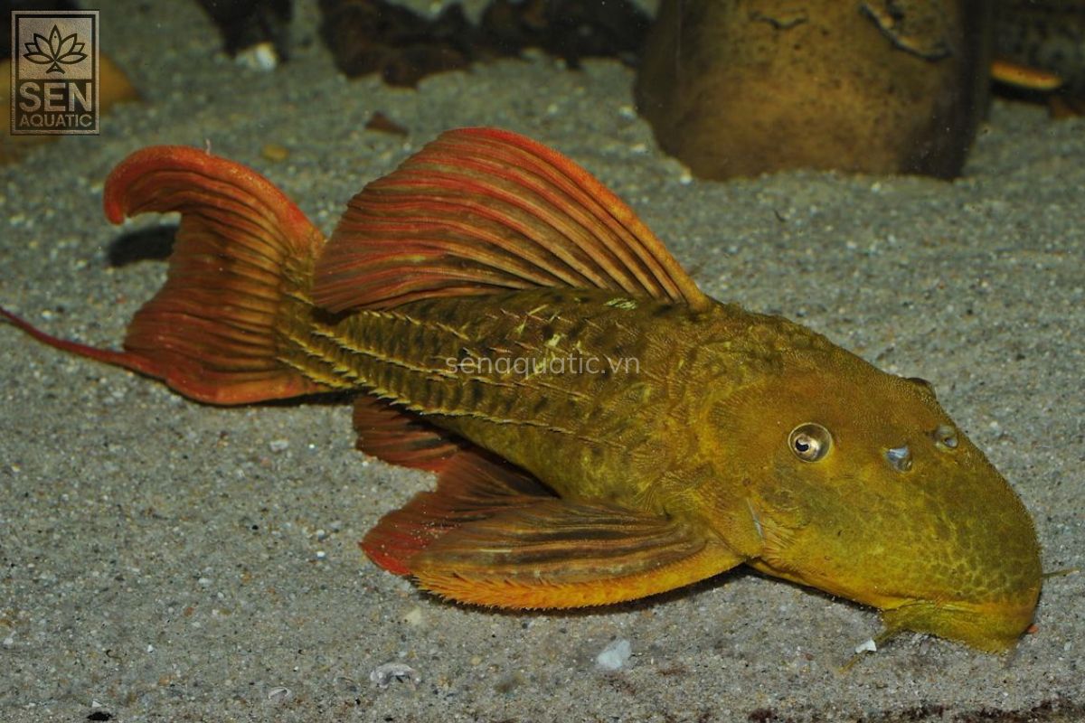 https://senaquatic.vn/ca-pleco-l24-pseudacanthicus-pitanga