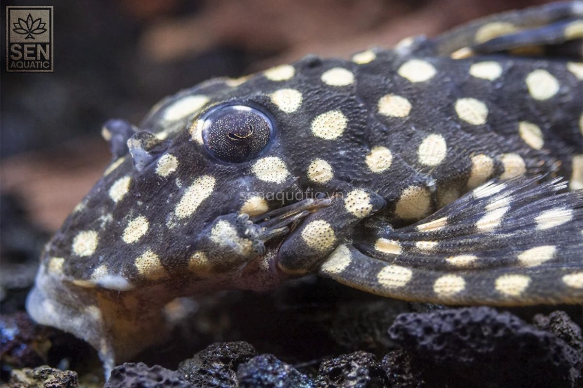 https://senaquatic.vn/ca-pleco-l471-white-spotted-dwarf-hypancistrus-pleco