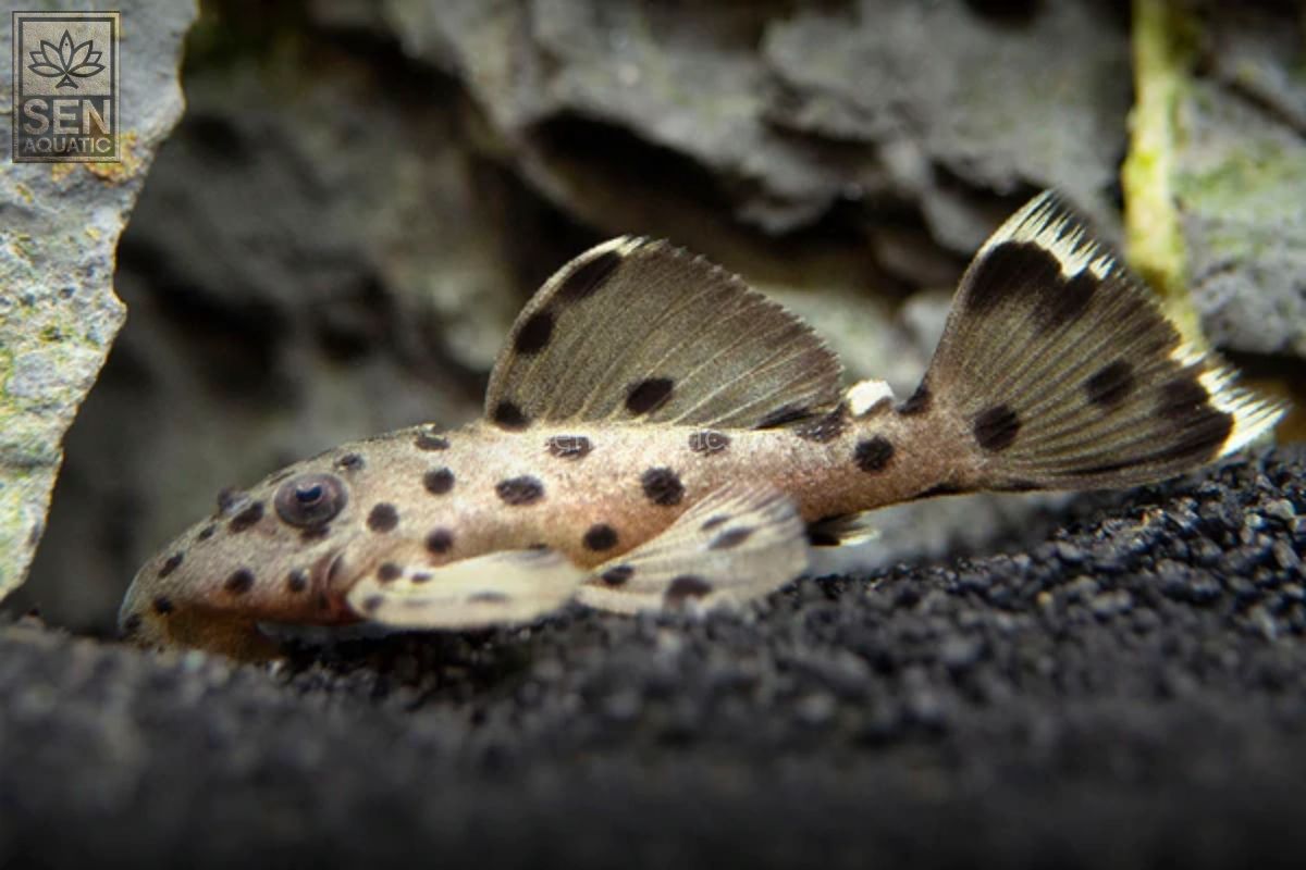 https://senaquatic.vn/ca-pleco-l264-leporacanthicus-joselimai