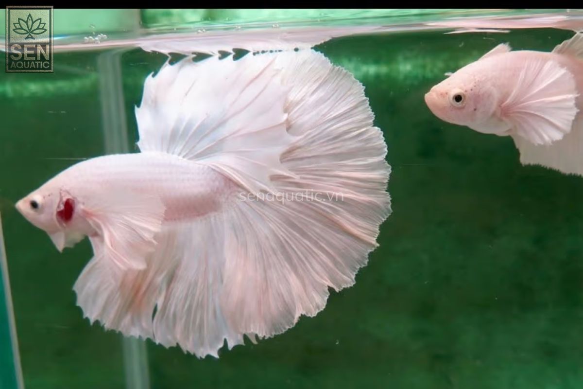 Cá Betta Halfmoon Dumbo