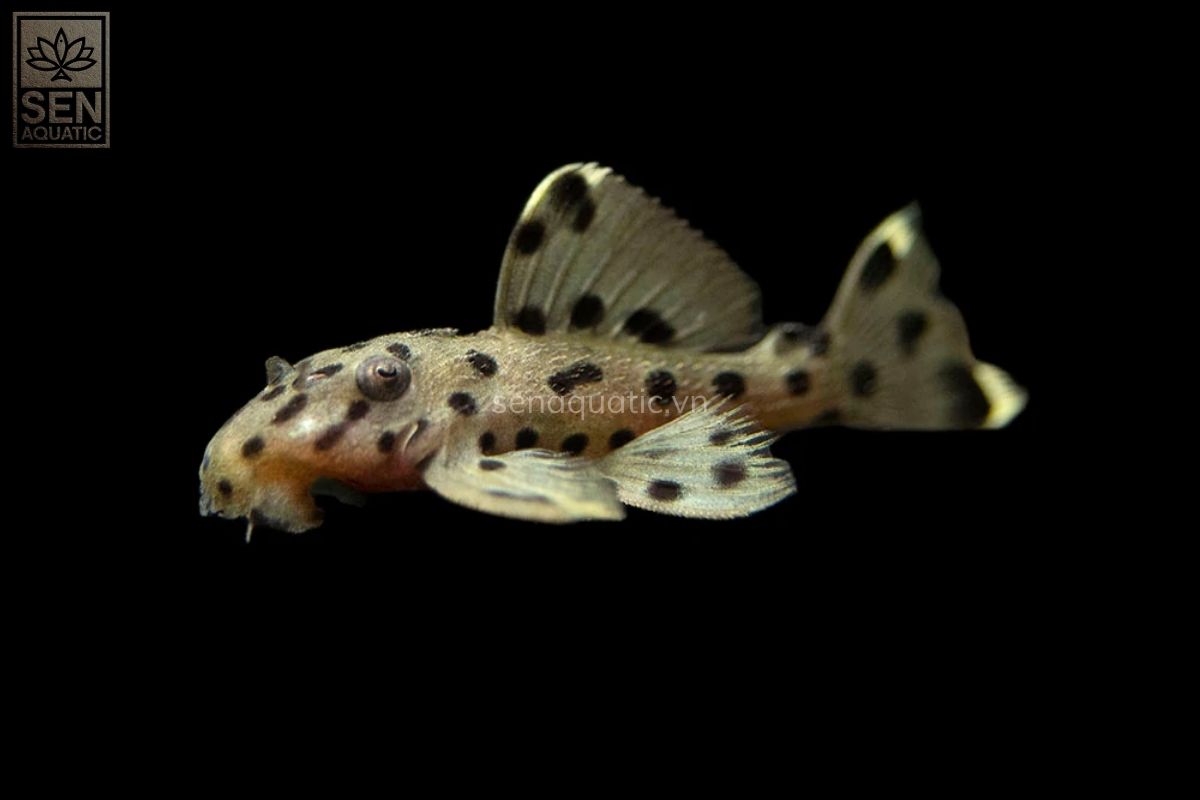 https://senaquatic.vn/ca-pleco-l264-leporacanthicus-joselimai