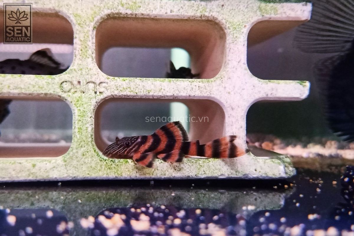 https://senaquatic.vn/ca-pleco-l397-alenquer-tiger-pleco