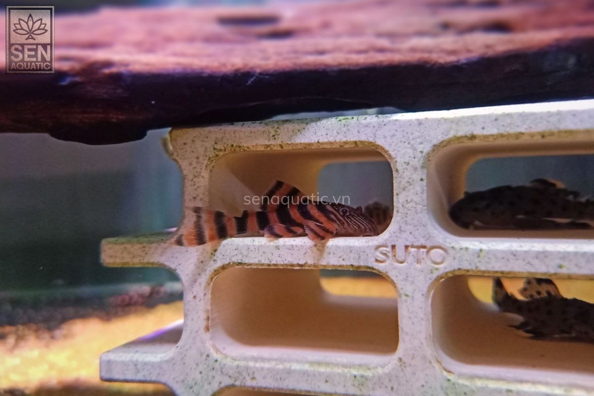 https://senaquatic.vn/ca-pleco-l397-alenquer-tiger-pleco