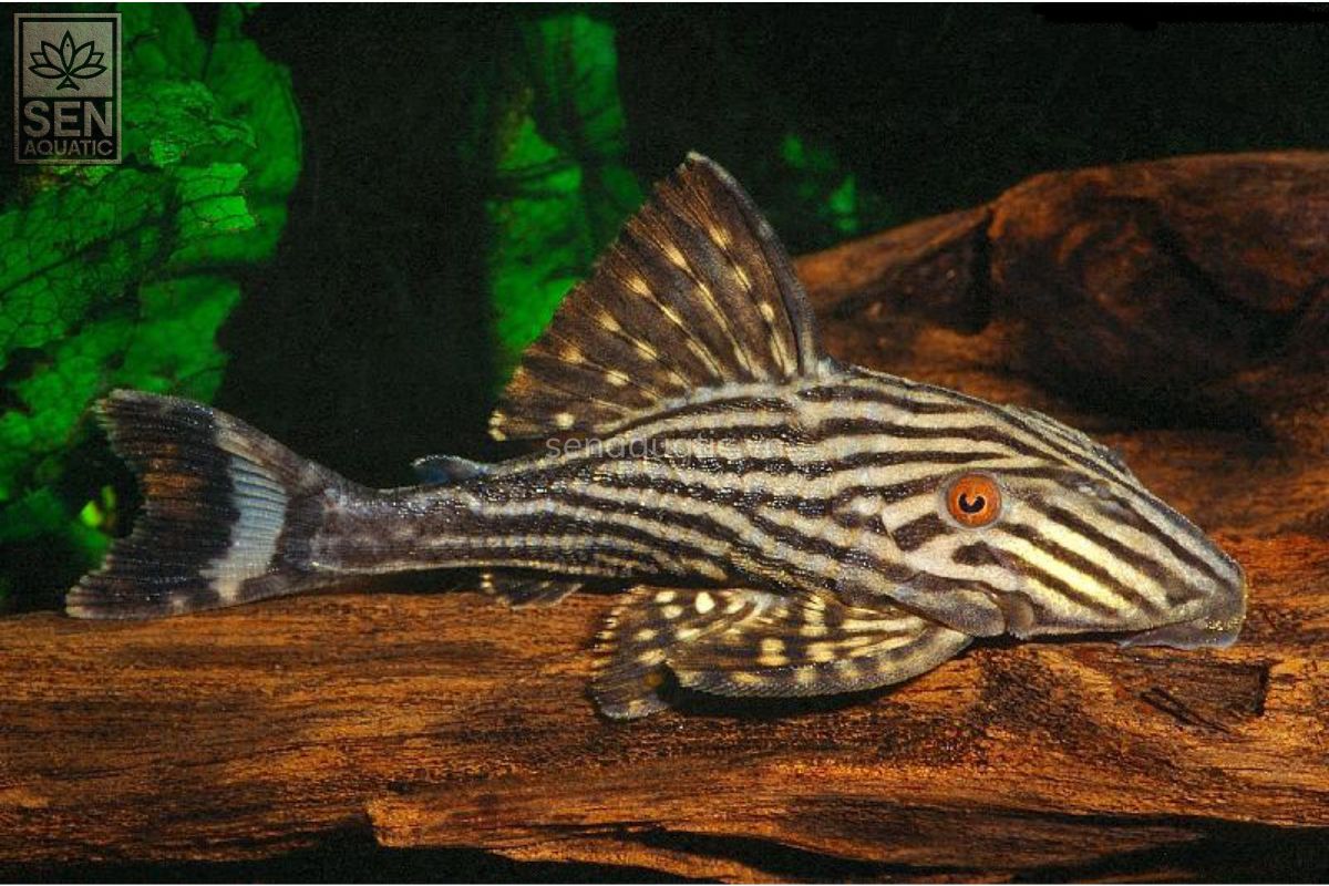 https://senaquatic.vn/ca-pleco-191-dull-eyed-royal-pleco