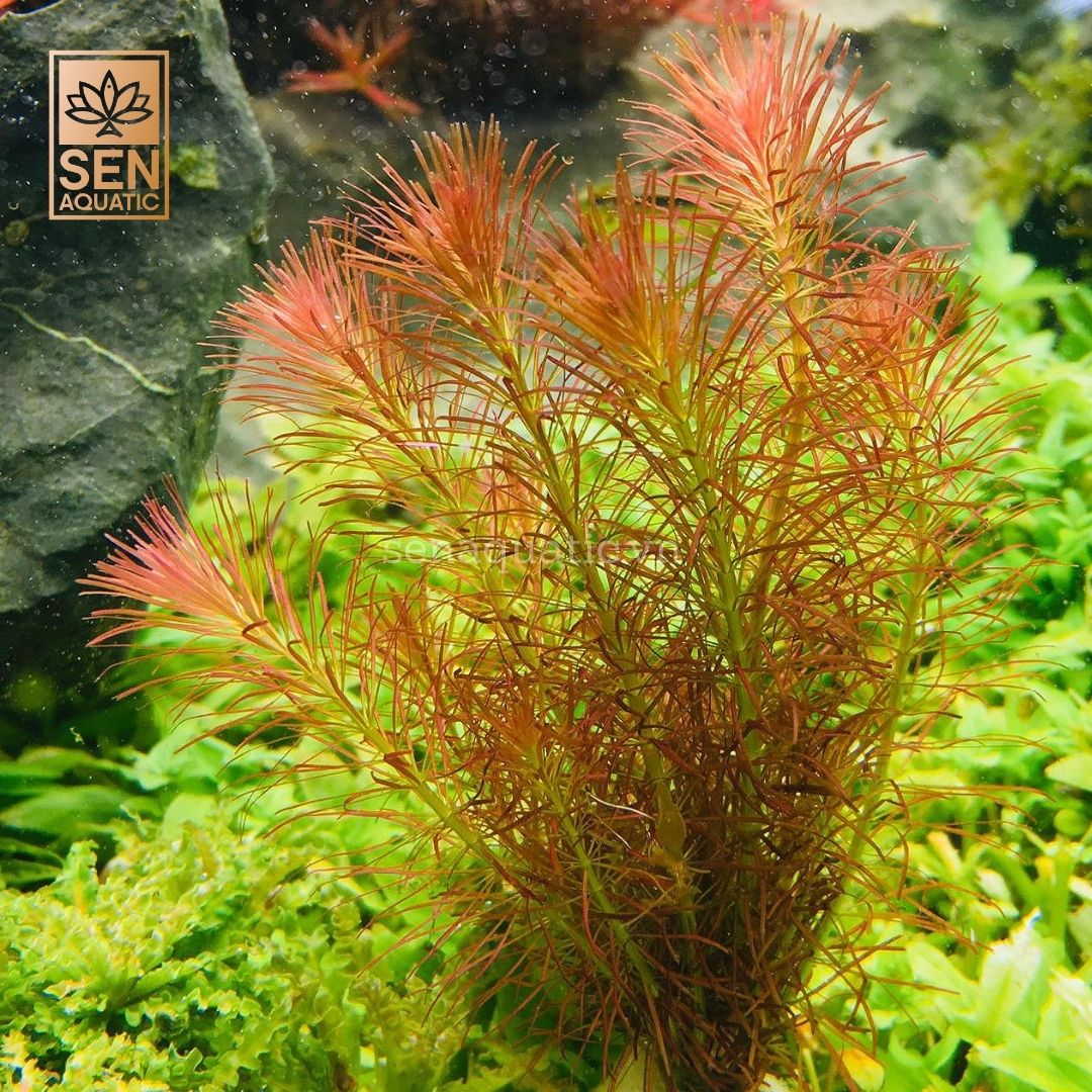 Cây Wallichii(Rotala Wallichii)