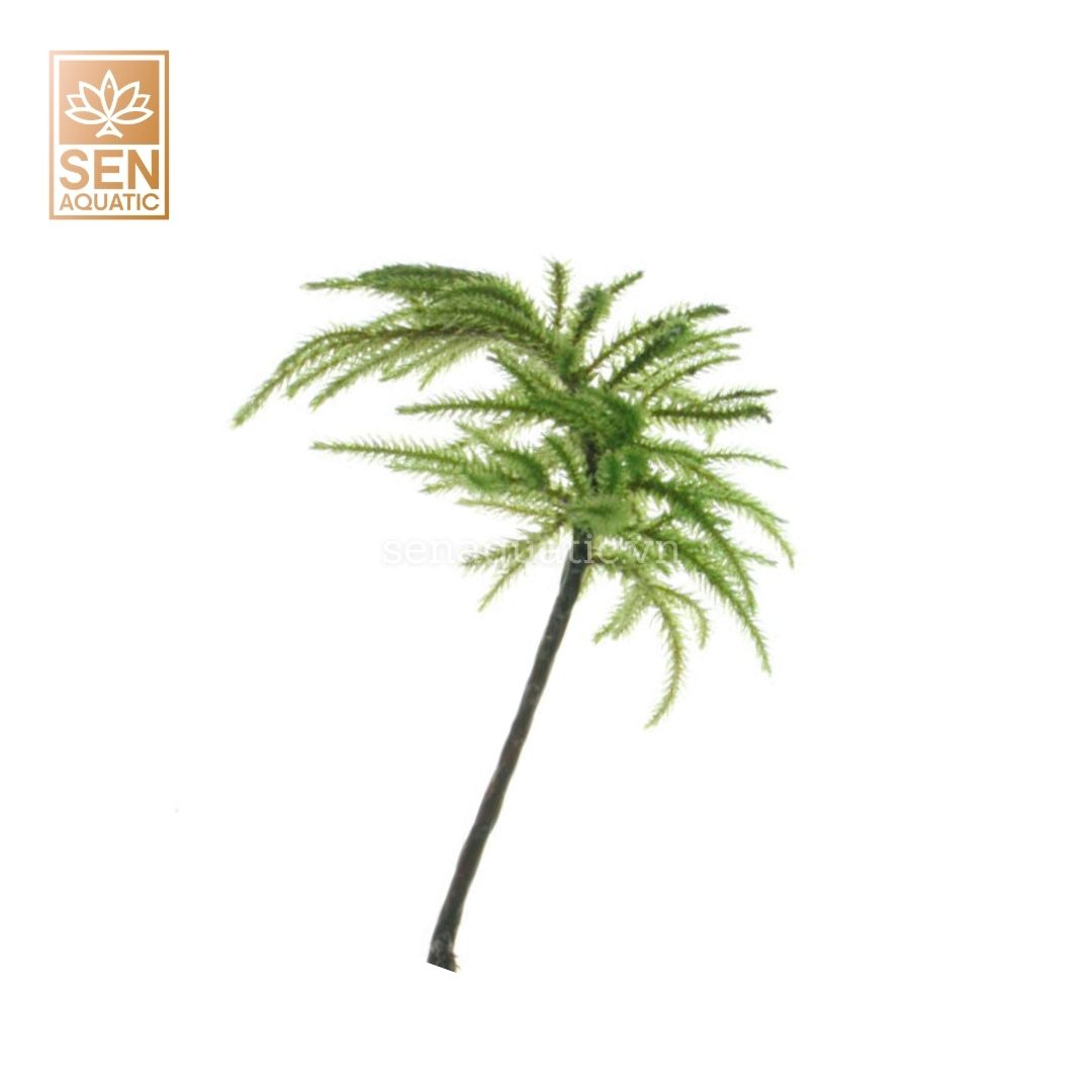 Rêu Cọ Dừa(Climacium Japonicum)