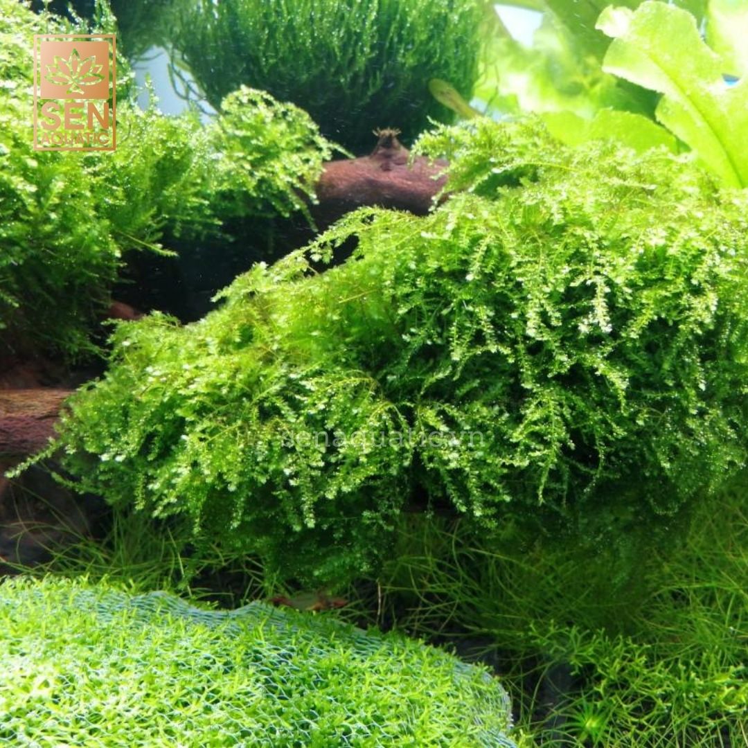 Rêu Weeping(Vessicularia ferriei)