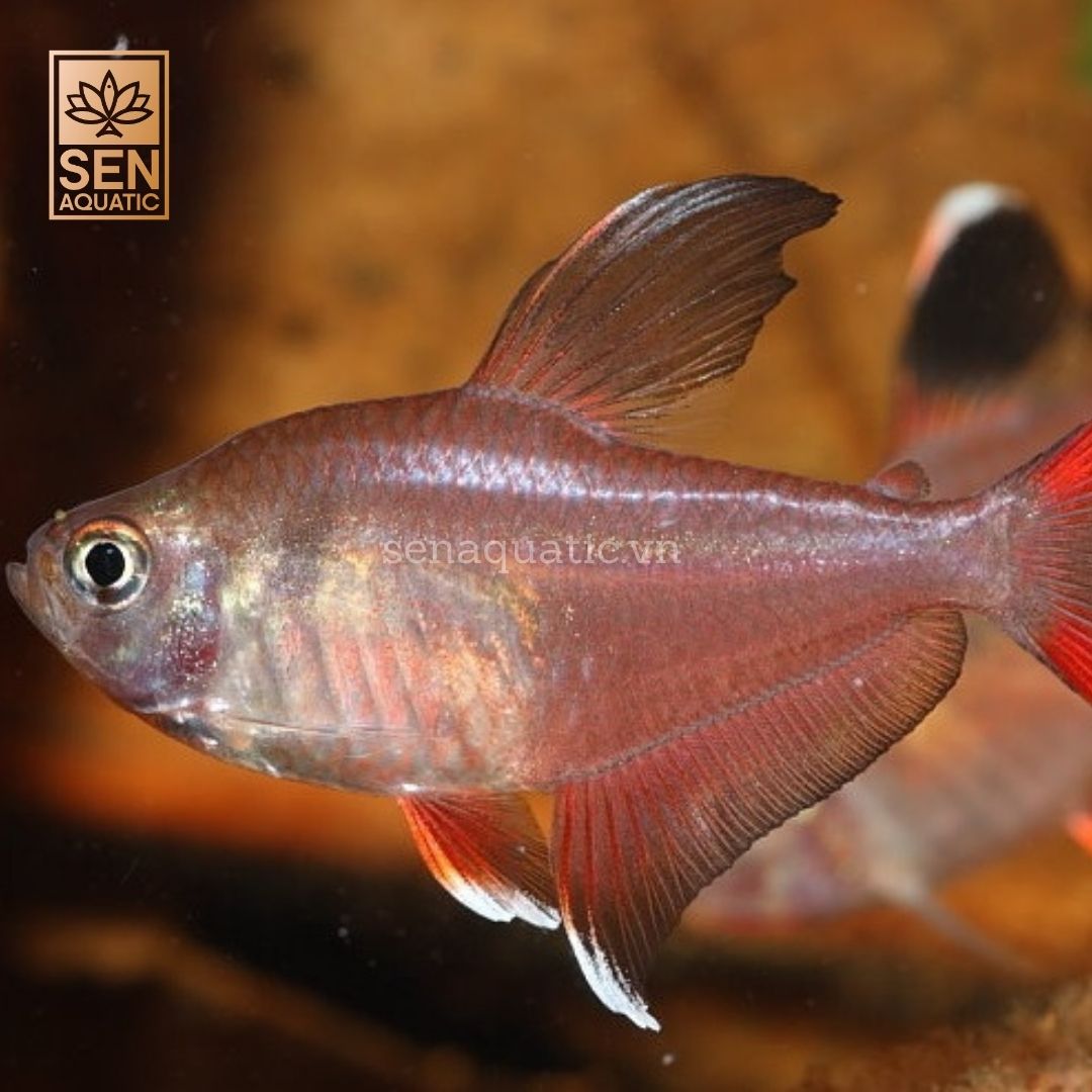 Cá Rosy Tetra