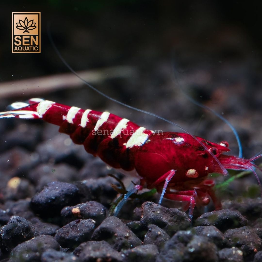 Tép Red Pinto