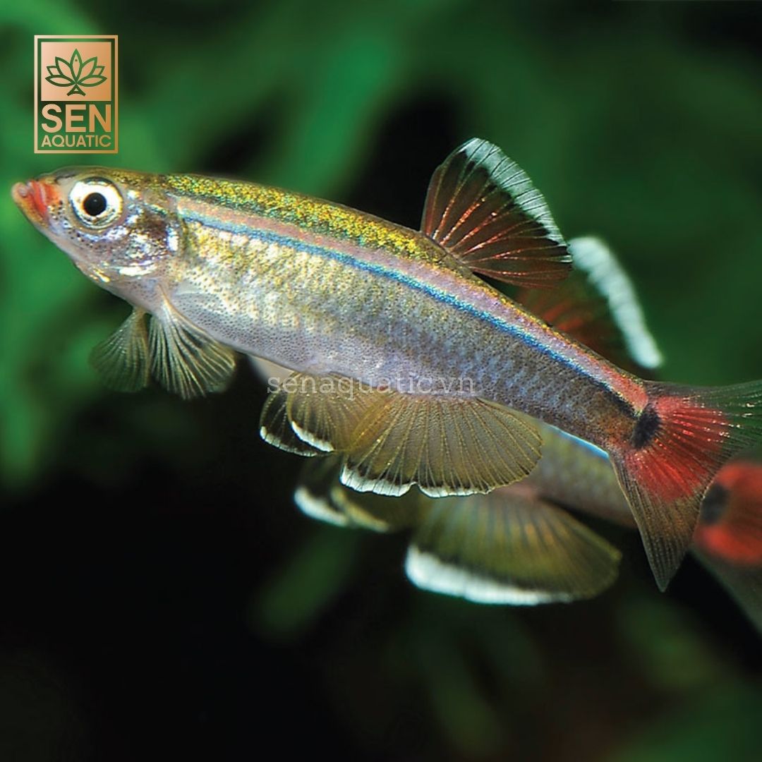 Cá Kim Tơ Việt