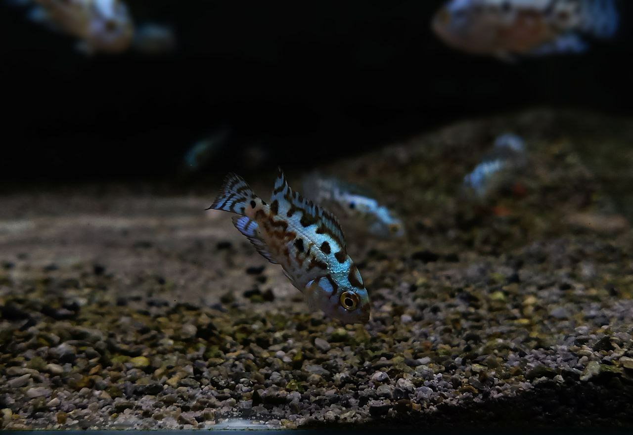 Cá Ali Điện Quang