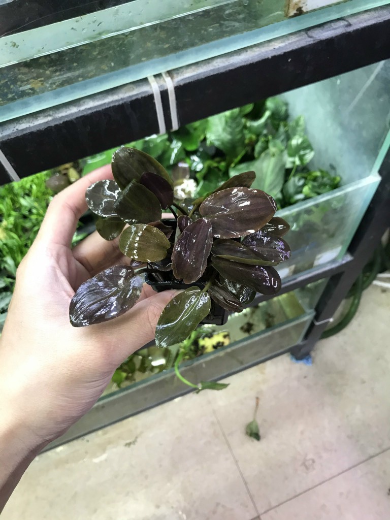 Tiêu Thảo Lagendra Đỏ
