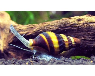 Ốc Ăn Ốc Helena