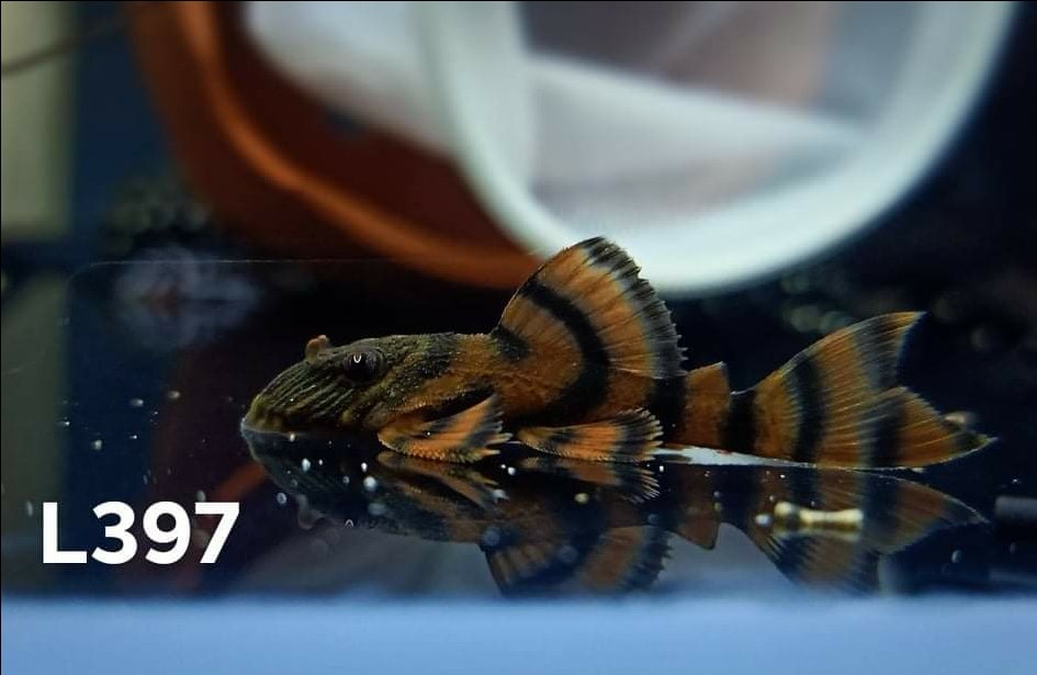 Cá Pleco L397
