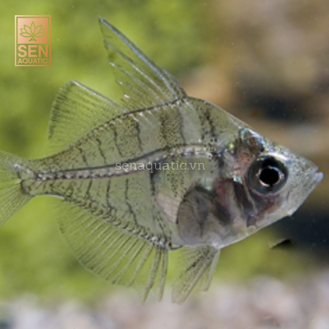 Cá Thuỷ Tinh Ấn Độ