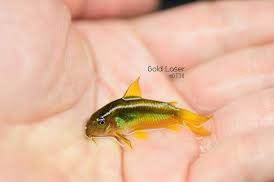 Cá Chuột Gold Laser