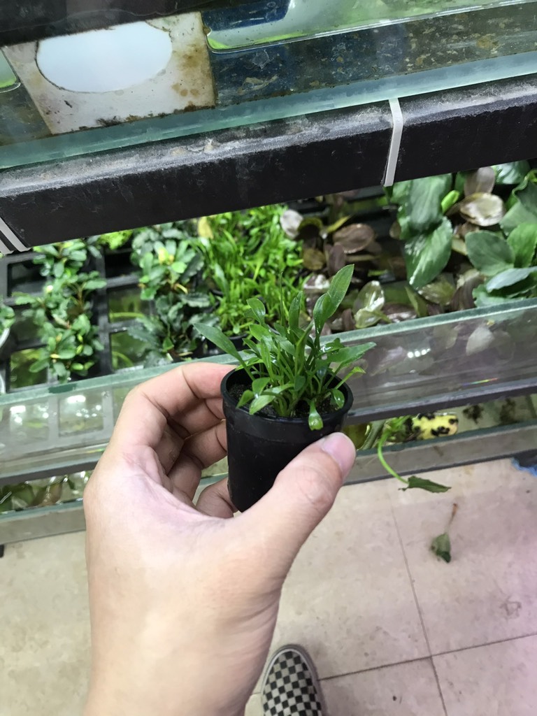 Tiêu Thảo Prava Thủy Mộc