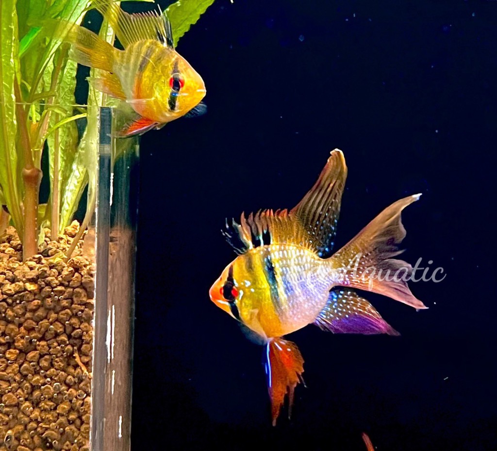 Cá Phượng Hoàng Ngũ Sắc Balloon Việt