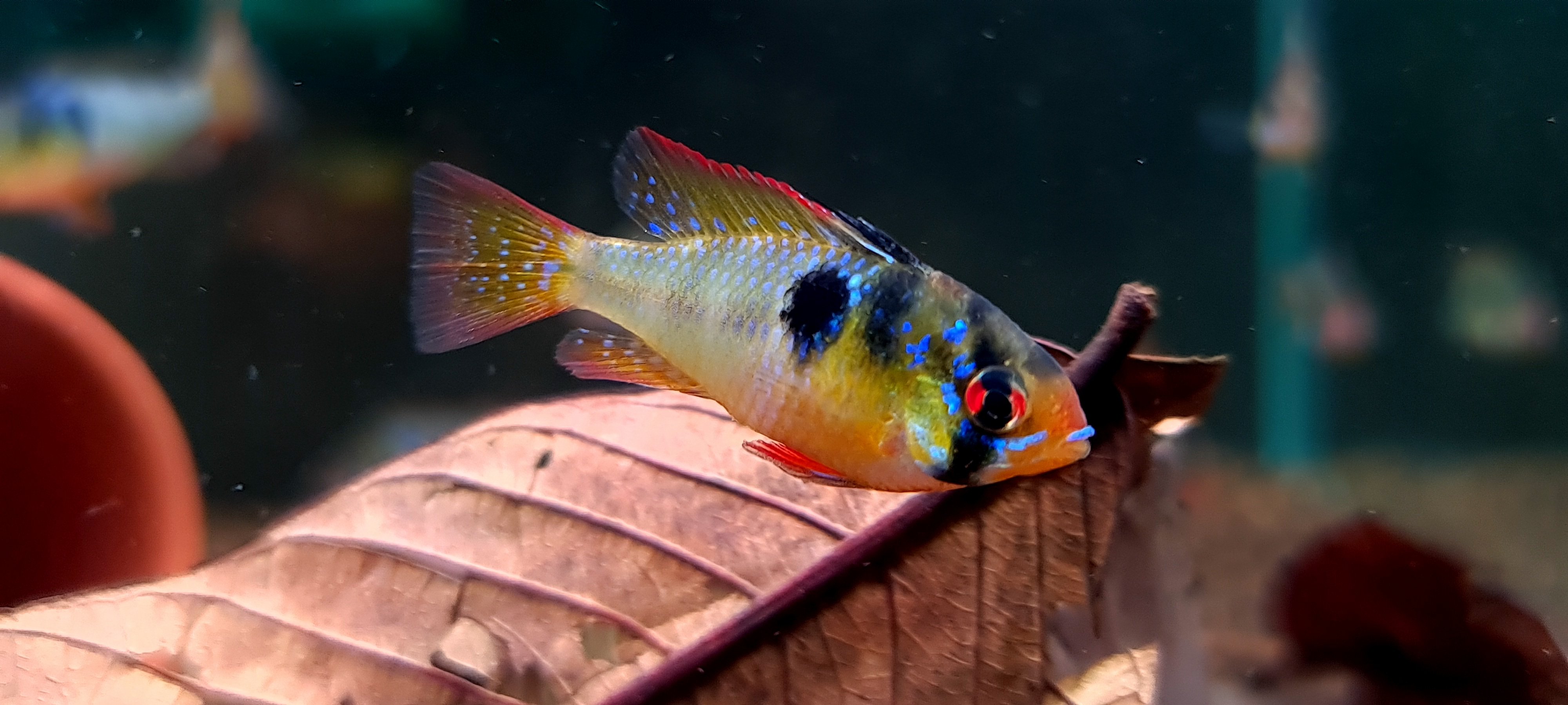 Cá Phượng Hoàng Đức