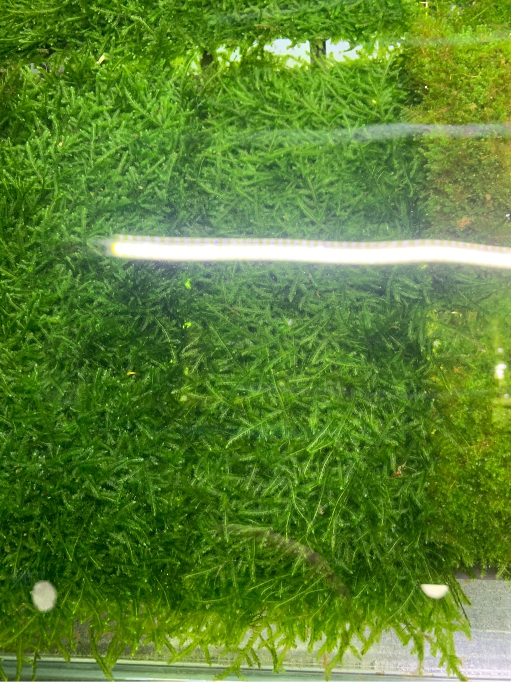 Rêu Mini Taiwan Vỉ 8x20