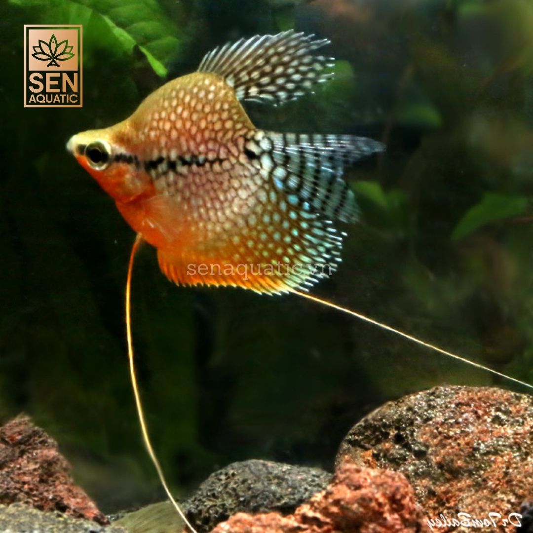 Cá Mã Giáp Shortbody