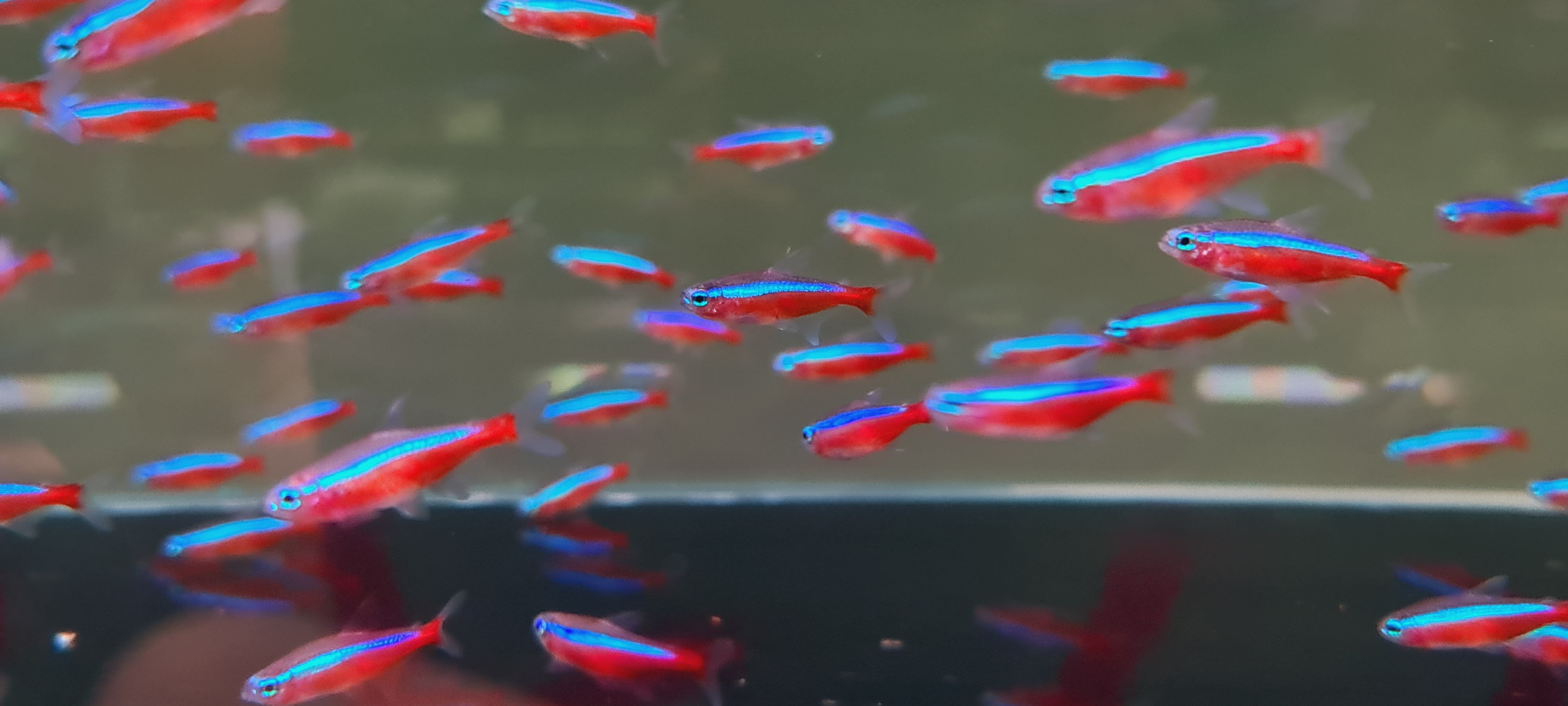 Cá Neon Vua - Size XL