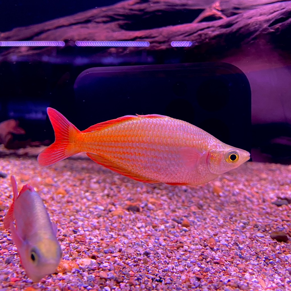 Cá Cầu Vồng Trifas Thường