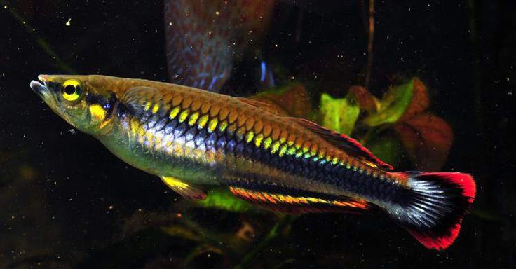 Cá Cầu Vồng Madagasca