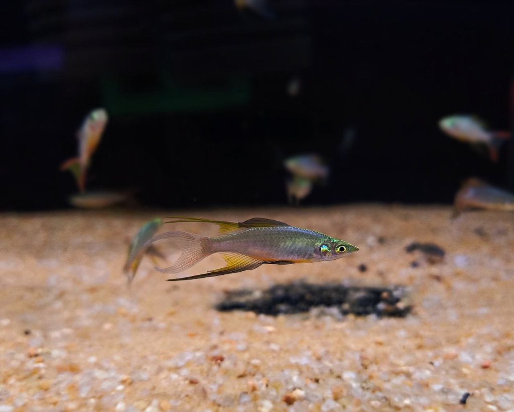 Cá Cầu Vồng - Vây Dài