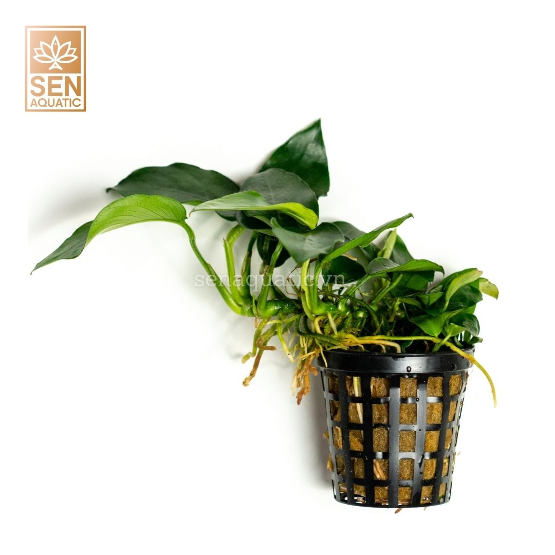 Cây Nana Nhiều Ngọn (Anubias Barteri var. Nana)