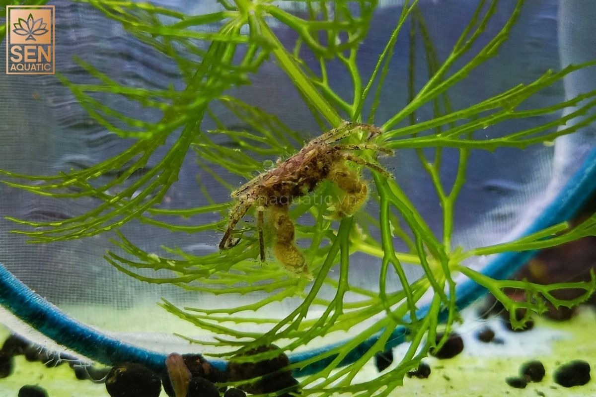 Cua Nhện Thủy Sinh