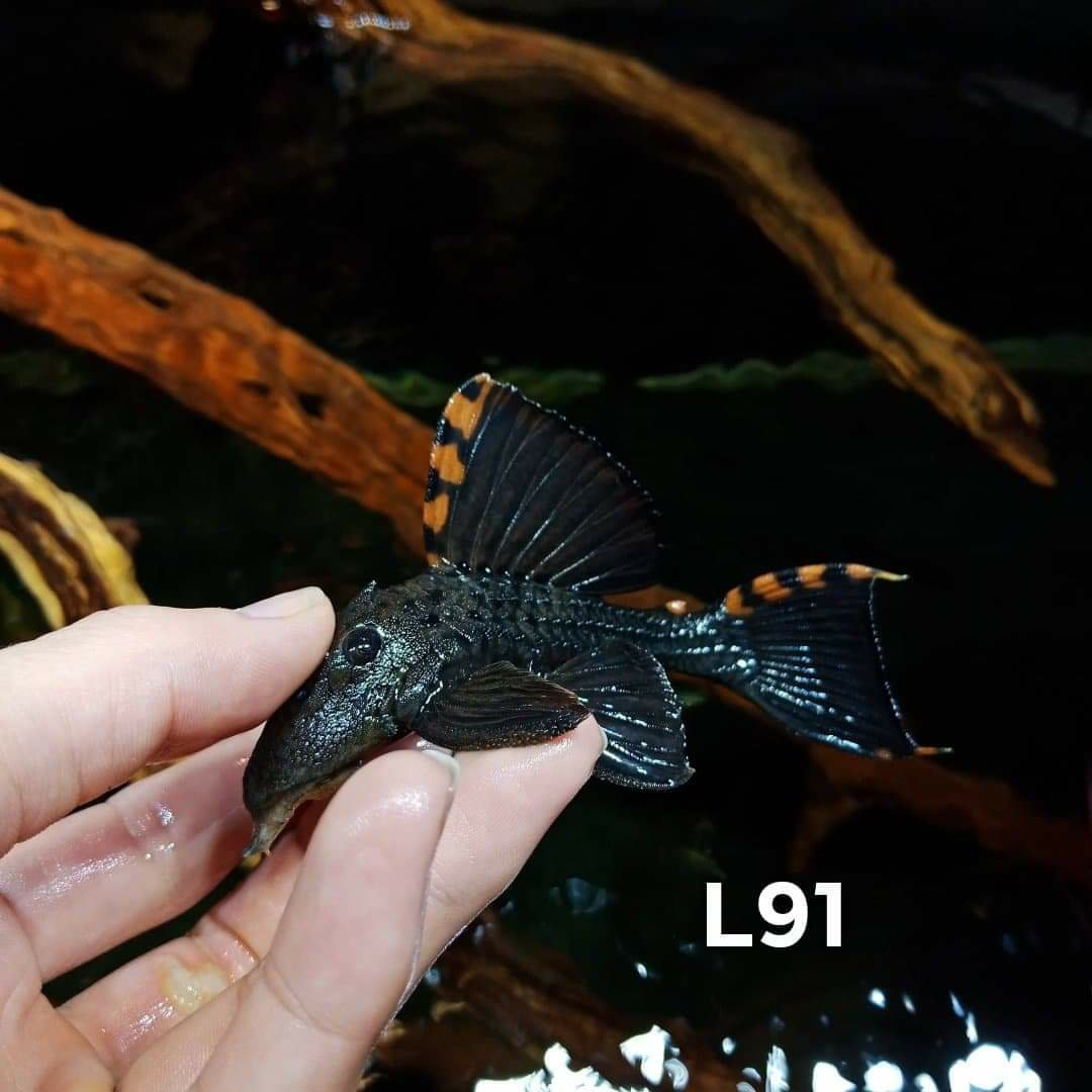 Cá Pleco L91 (Sz 12-13cm)