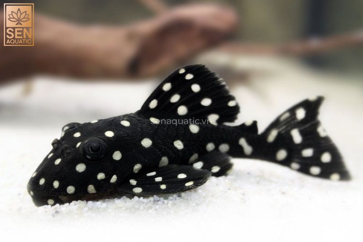 Cá Pleco L240 Sz 11-13cm