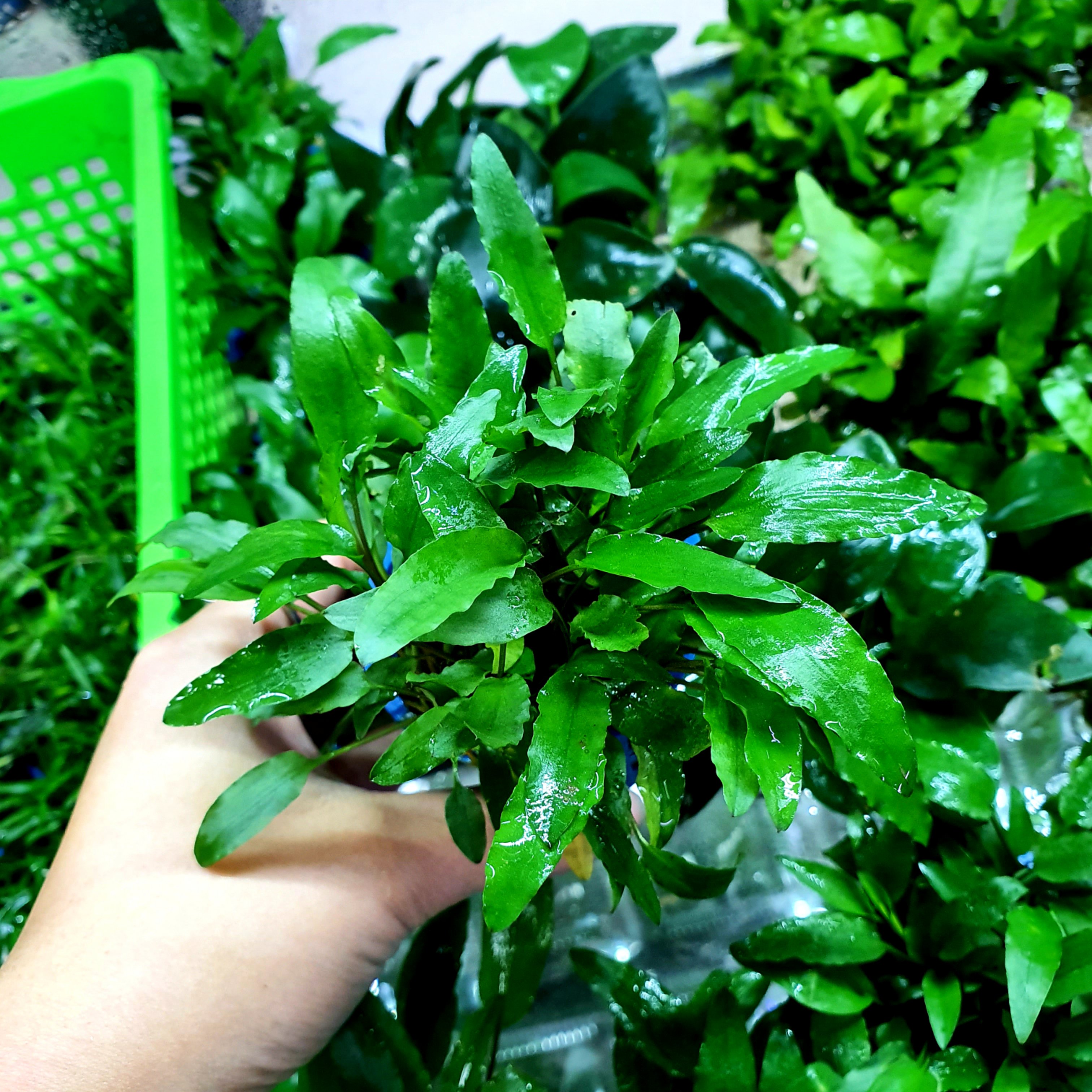 Cây Tiêu Thảo Xanh - Cốc Nhỏ